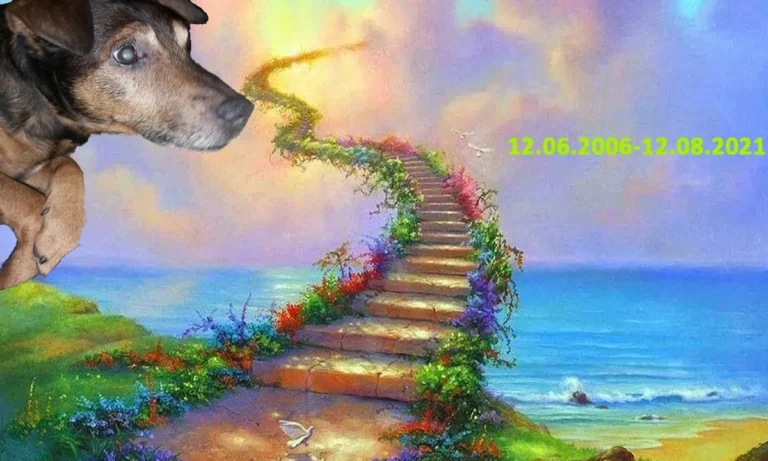 Kleintierpraxis Henriette Bendlin