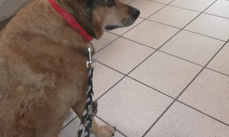 Kleintierpraxis Henriette Bendlin