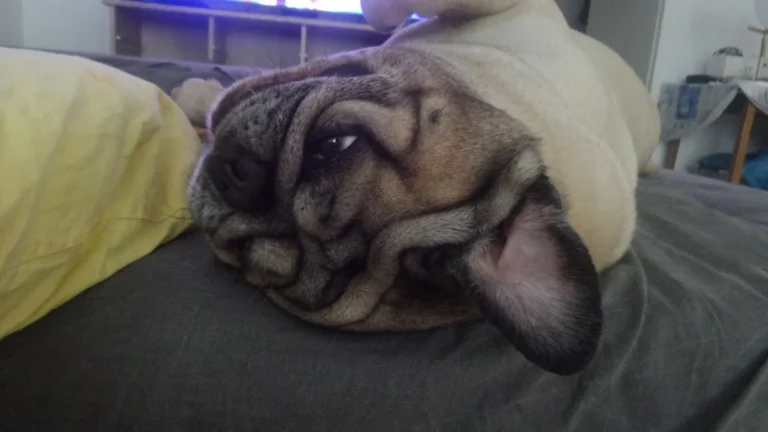 Kleintierpraxis Jutta Hupp