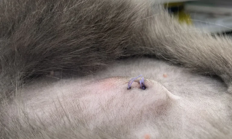 Kleintierpraxis Jutta Hupp