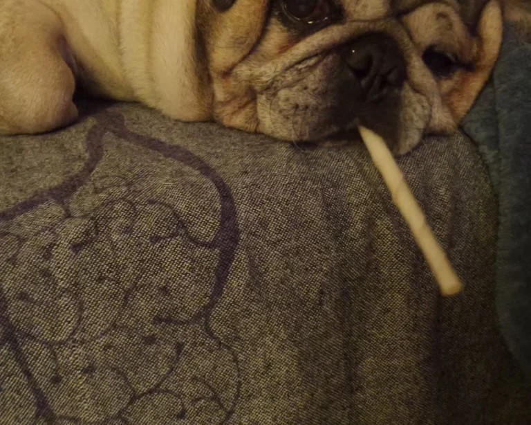 Kleintierpraxis Jutta Hupp