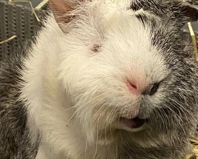 Kleintierpraxis Jutta Hupp