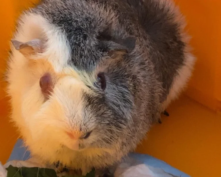 Kleintierpraxis Jutta Hupp