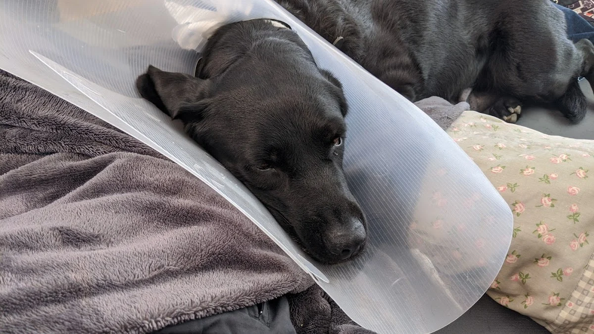 Tierarzt Kleintierpraxis Jutta Hupp Kassel