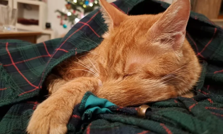 Kleintierpraxis Jutta Hupp