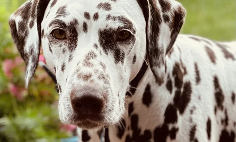 Kleintierpraxis Katja Thomas