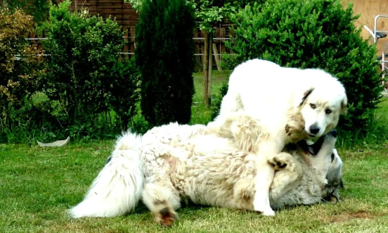 Kleintierpraxis Katja Thomas