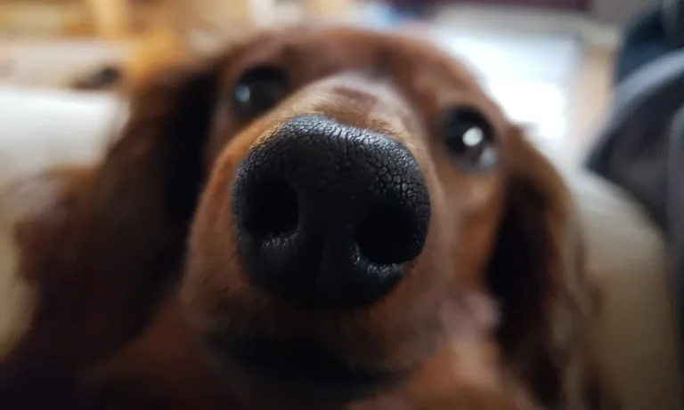 Kleintierpraxis Kirchdorf