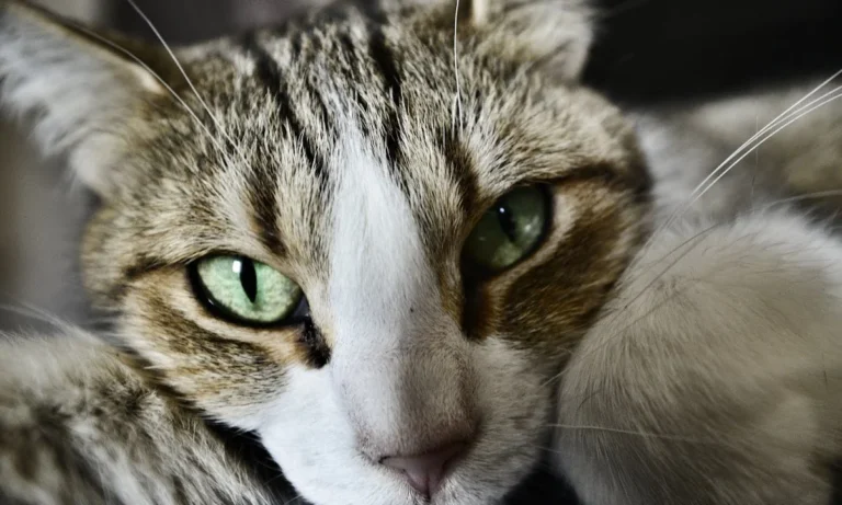 Kleintierpraxis Kirchdorf