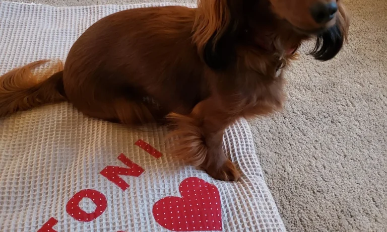 Kleintierpraxis Kirchdorf