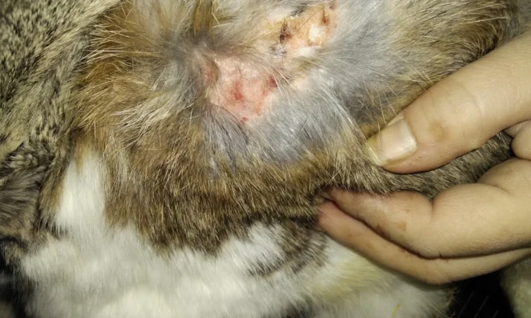 Kleintierpraxis Kirchdorf