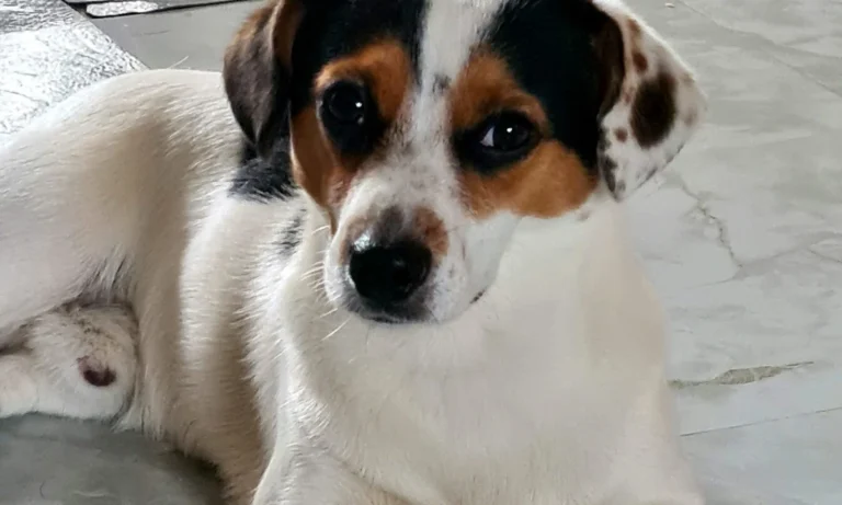 Kleintierpraxis Kirchdorf