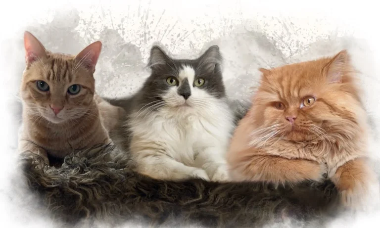 Kleintierpraxis LindenVet, Dr. med. vet. V. Senatore