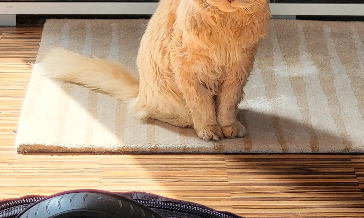 Tierarzt Kleintierpraxis LindenVet, Dr. med. vet. V. Senatore Hannover