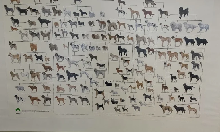 Kleintierpraxis M. Munir Akefee