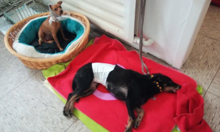 Kleintierpraxis M. Munir Akefee