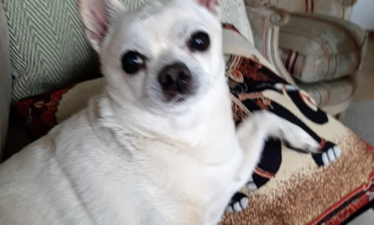 Kleintierpraxis M. Munir Akefee