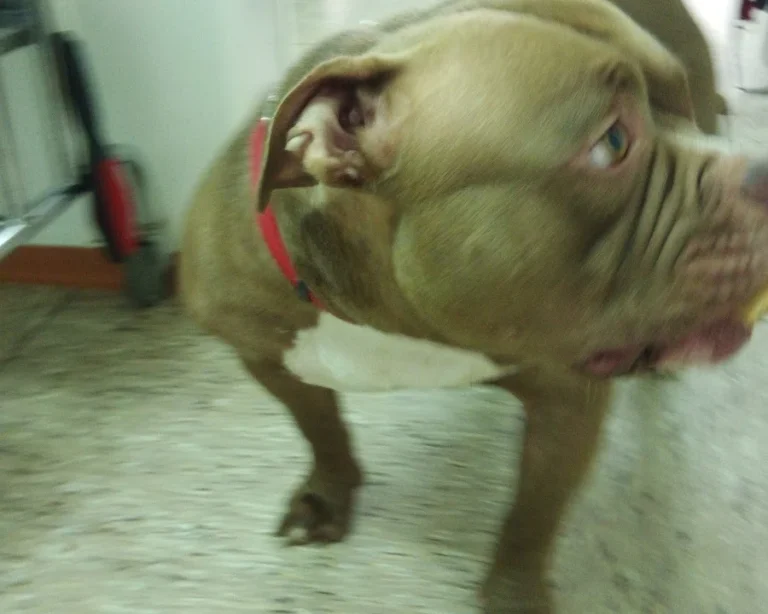 Kleintierpraxis M. Munir Akefee