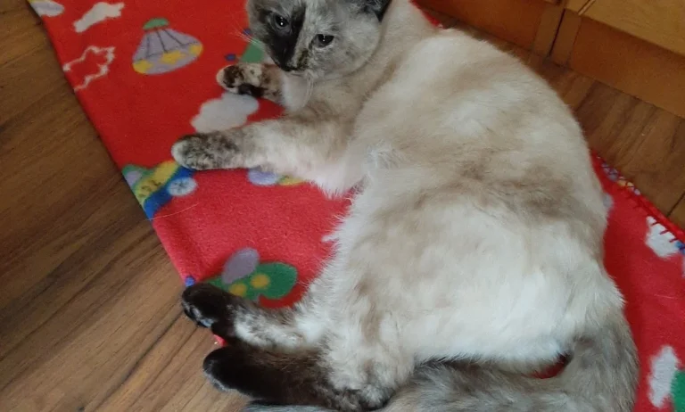 Kleintierpraxis M. Munir Akefee