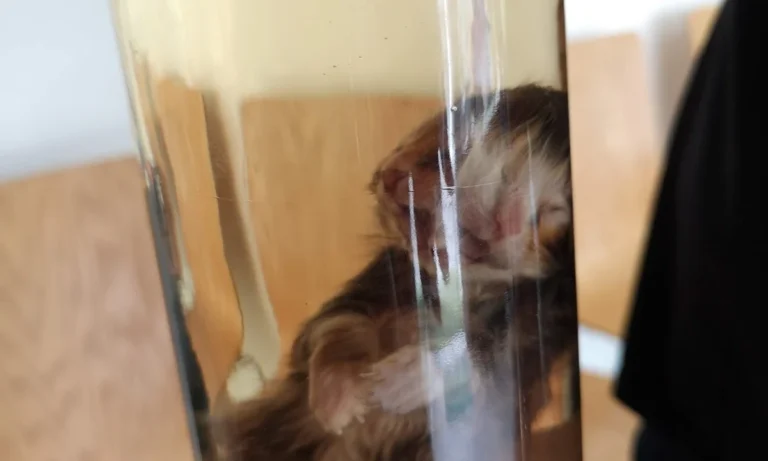 Kleintierpraxis M. Munir Akefee