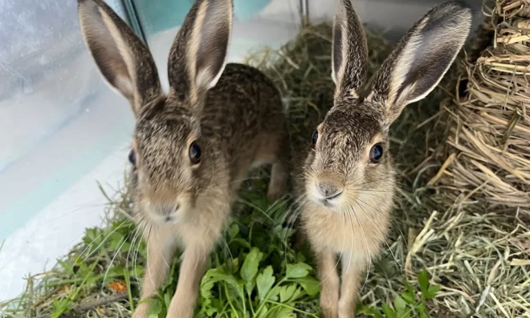 Kleintierpraxis Marion Wilde