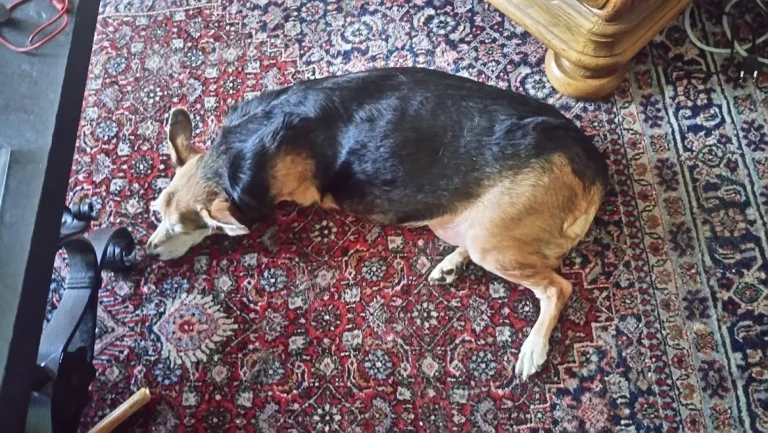 Kleintierpraxis Marion Wilde