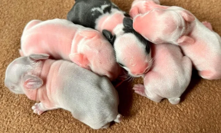 Kleintierpraxis Marion Wilde