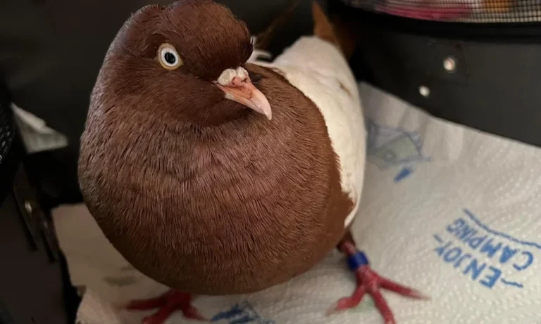 Kleintierpraxis Marion Wilde