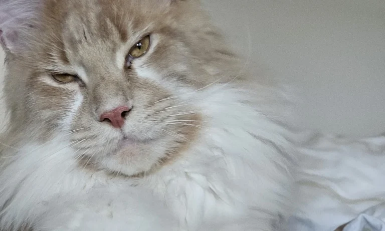 Kleintierpraxis Meerbeck