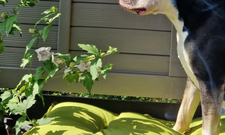 Kleintierpraxis Meerbeck