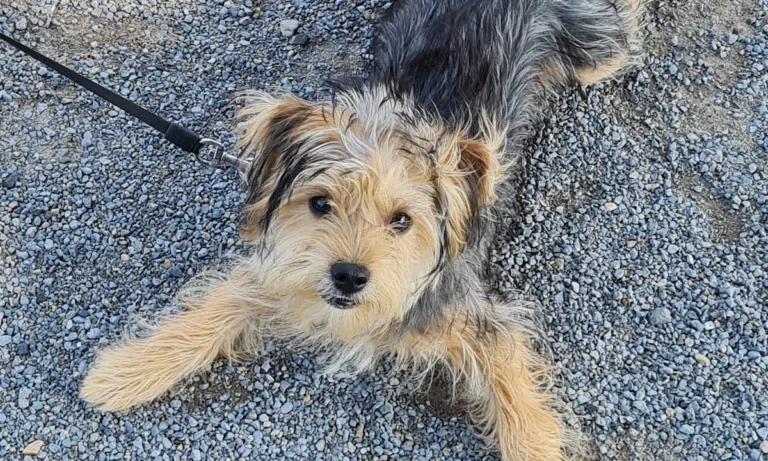 Kleintierpraxis Meerbeck