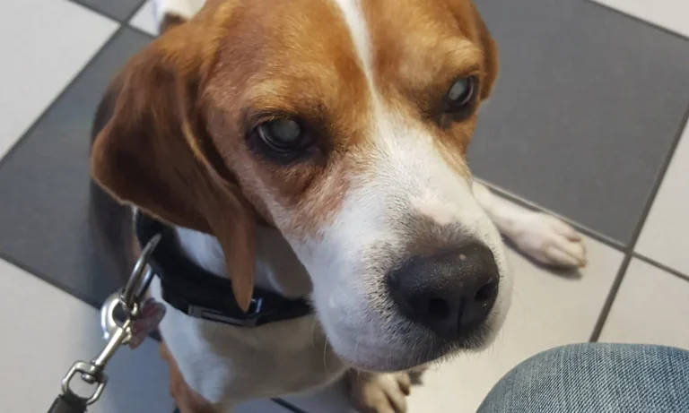 Kleintierpraxis Meerbeck