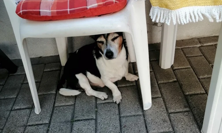 Kleintierpraxis Meerbeck