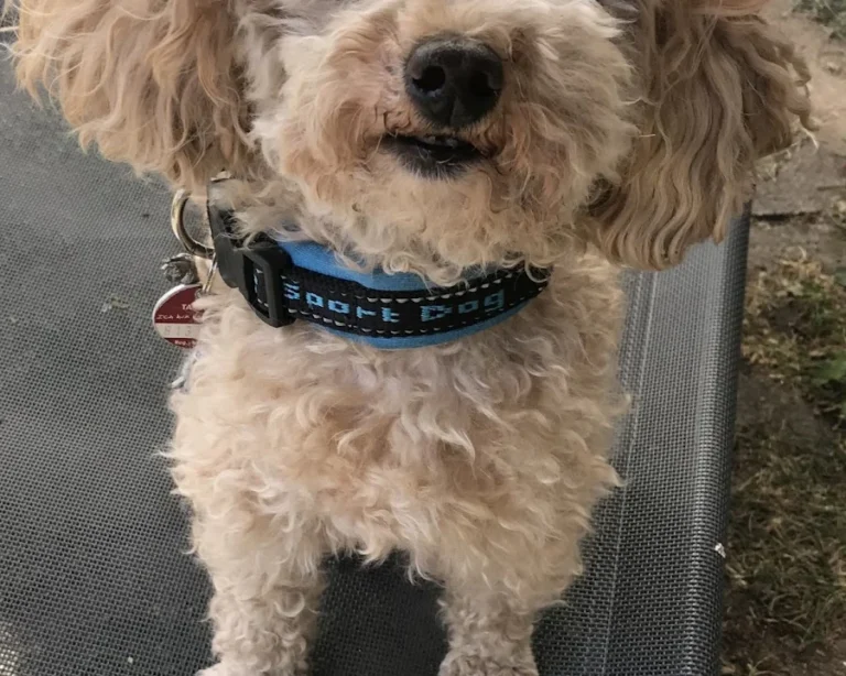 Kleintierpraxis Meerbeck