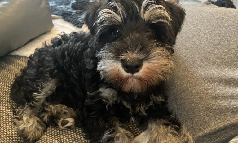 Kleintierpraxis Monika Morlak