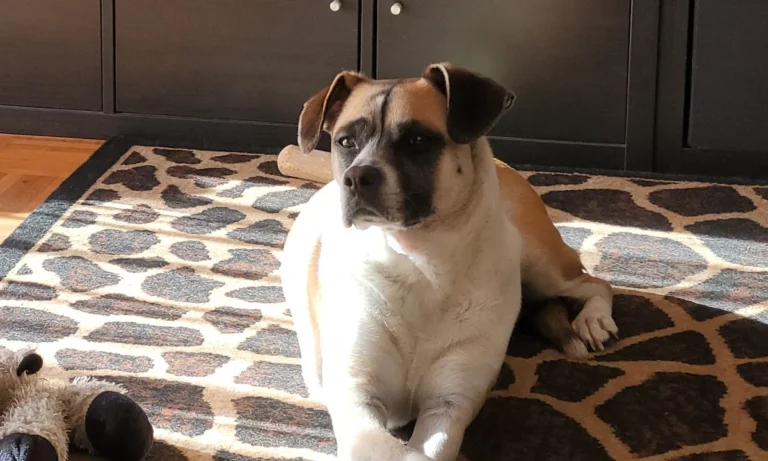 Kleintierpraxis Monika Morlak