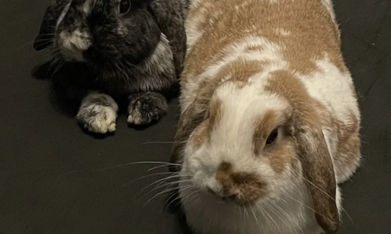 Kleintierpraxis Monika Morlak