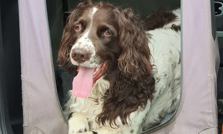 Kleintierpraxis Morgenröte