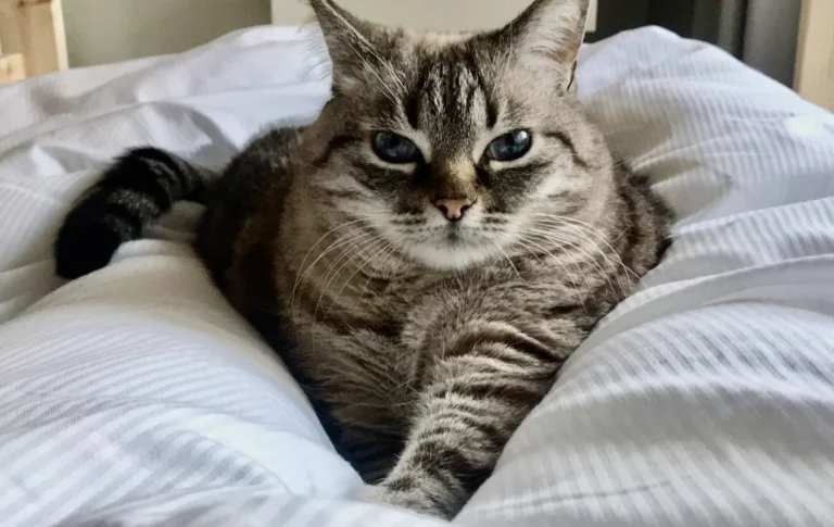 Kleintierpraxis Neugraben