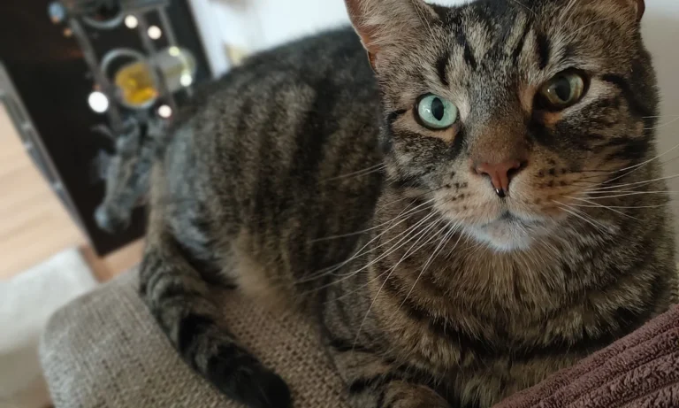 Kleintierpraxis Neugraben