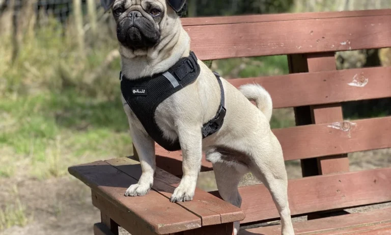 Kleintierpraxis Neugraben