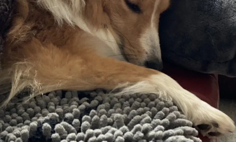 Kleintierpraxis Neugraben