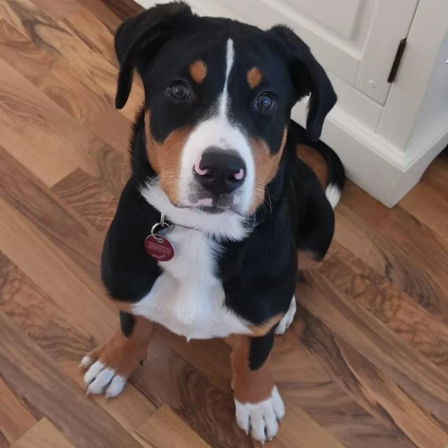 Kleintierpraxis Neugraben