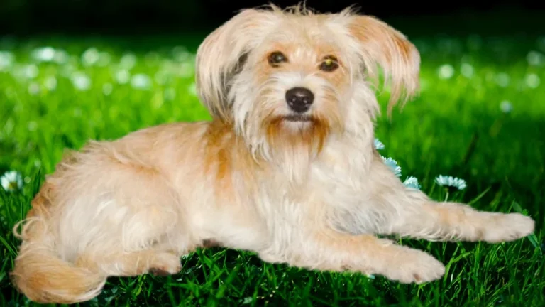 Kleintierpraxis Niendorf