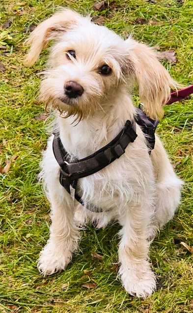 Kleintierpraxis Niendorf