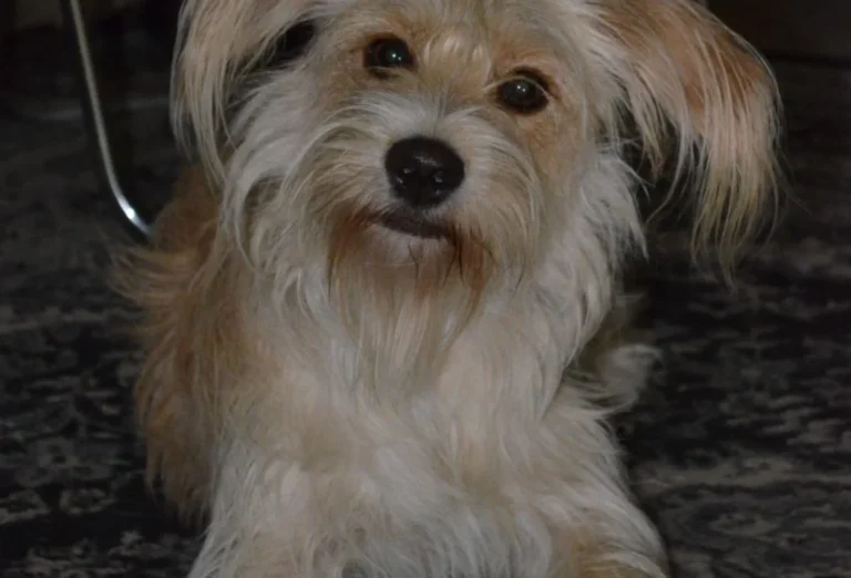 Kleintierpraxis Niendorf