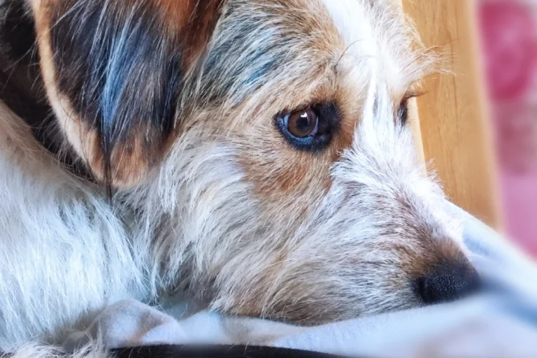 Kleintierpraxis Niendorf