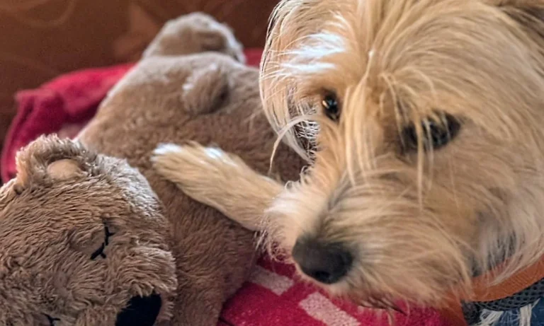 Kleintierpraxis Niendorf