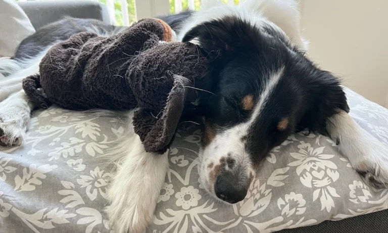 Kleintierpraxis Niendorf