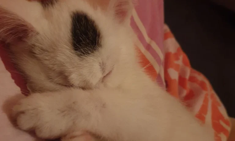 Kleintierpraxis Niendorf